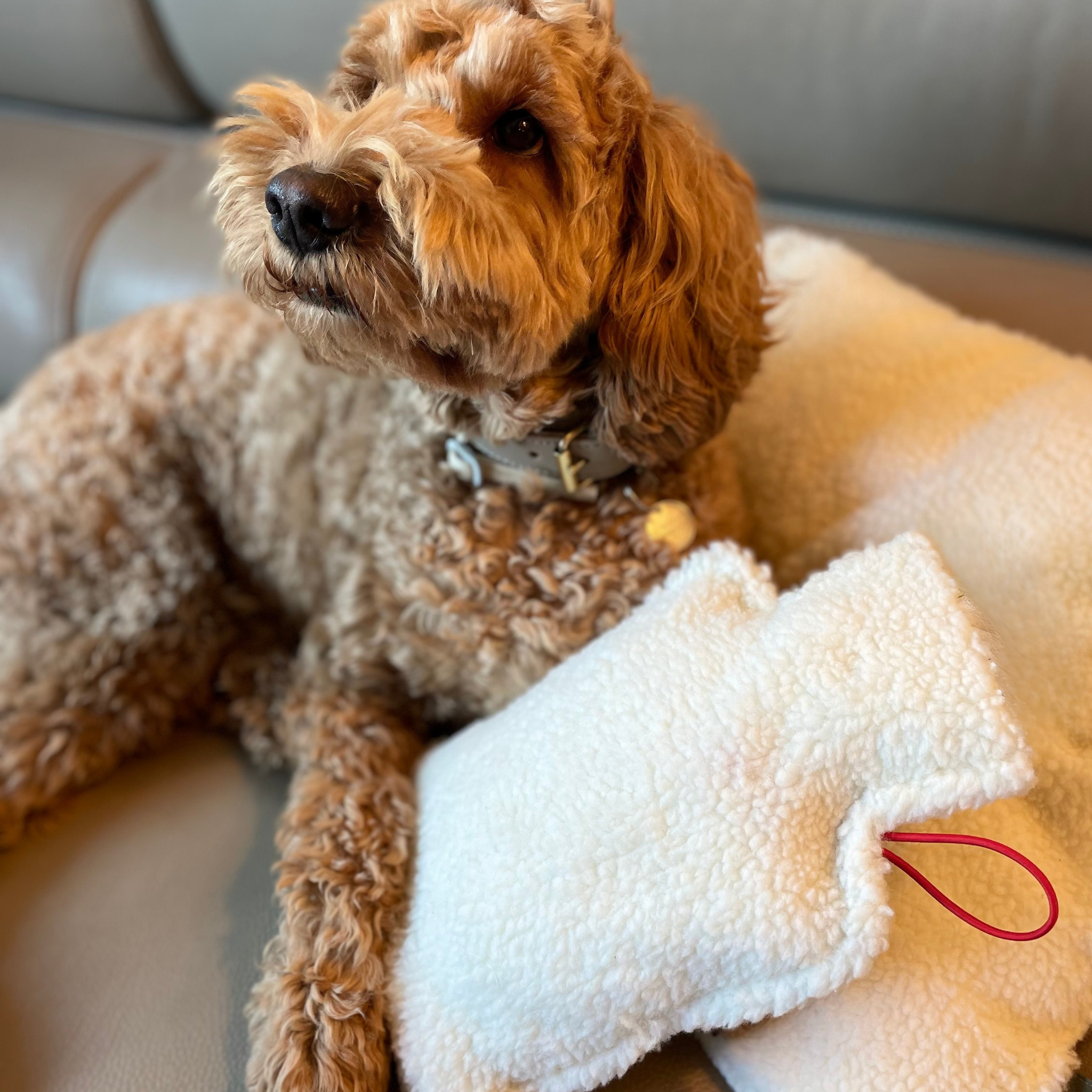 Pacha Mini - Coussin chauffant - chat / petit chien